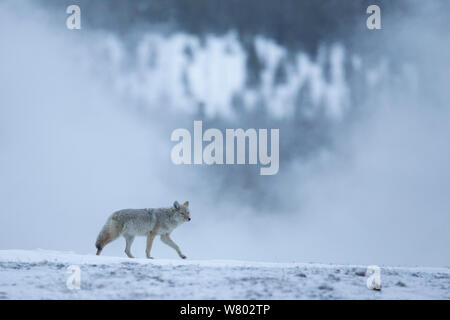 Le Coyote (Canis latrans) dans le paysage d'hiver, le Parc National de Yellowstone, aux Etats-Unis, en février. Banque D'Images