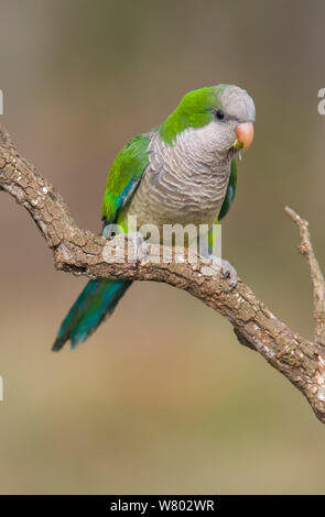 Perruche moine (Myiopsitta monachus) Calden , Forêt , La Pampa Argentine Banque D'Images