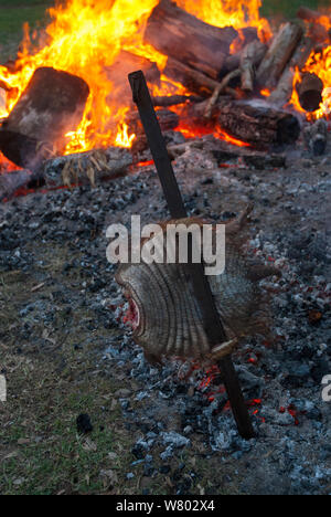 Argentin traditionnel rôti de grand tatou velu (Chaetophractus villosus) cuit à l'extérieur sur le feu, La Pampa, en Argentine. Banque D'Images