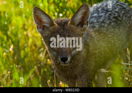 Fox (Lycalopex griseus Pampas) portrait, Calden Forêt , La Pampa, Argentine Banque D'Images