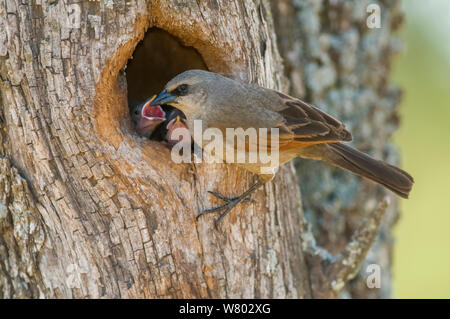 Bay-winged vacher,(Agelaioides badius) nourrir les oisillons au nid la mendicité, La Pampa , Argentine Banque D'Images