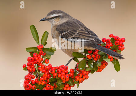 Craie-browed mockingbird (Mimus saturninus) Calden Forêt , La Pampa, Argentine Banque D'Images