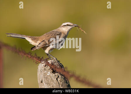 Craie-browed mockingbird (Mimus saturninus) avec stick proies, La Pampa, Argentine Banque D'Images