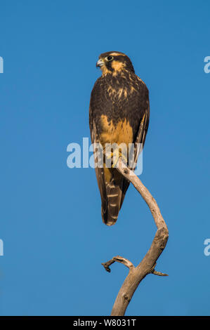 Aplomado Falcon (Falco fémorale), La Pampa Argentine. Banque D'Images