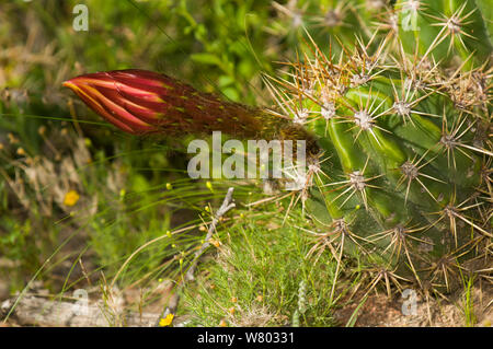 (Ou Trichocereus candicans) en fleurs, les fleurs de cette espèce ne s'ouvrent la nuit, Parc National de Lihue Calel, La Pampa, Argentine Banque D'Images