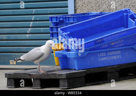 Des profils goéland argenté (Larus argentatus) à la recherche de rebuts de nourriture dans des boîtes de poisson, Looe, Cornwall, UK, juin. Banque D'Images