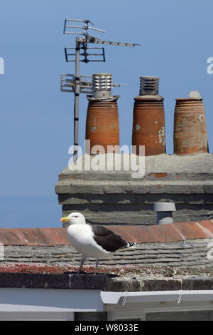 Goéland marin (Larus marinus) debout sur un toit à goéland argenté de poussins sont antérieurs, St Ives, Cornwall, Angleterre, juin. Banque D'Images