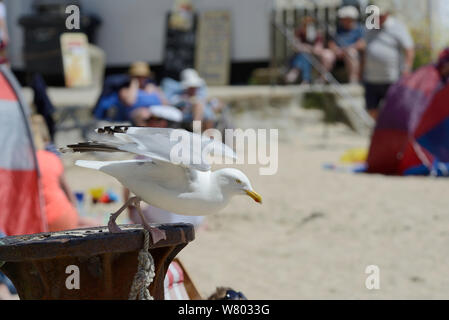 Des profils goéland argenté (Larus argentatus) qui décolle de beach, St Ives, Cornwall, Angleterre, juin. Usage éditorial uniquement. Banque D'Images