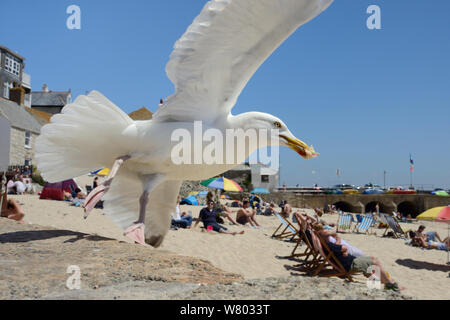 Des profils goéland argenté (Larus argentatus) vol sandwich sur beach, St Ives, Cornwall, Angleterre, juin. Usage éditorial uniquement. Banque D'Images