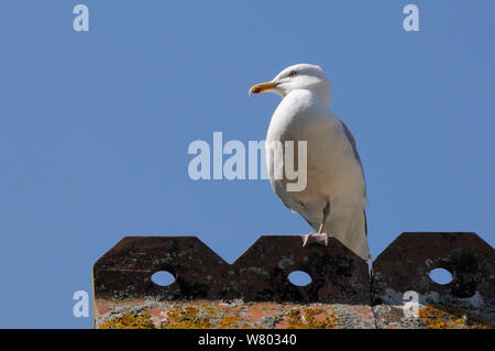 Des profils goéland argenté (Larus argentatus) debout sur une jambe sur toit, Looe, Cornwall, UK, juin. Usage éditorial uniquement. Banque D'Images