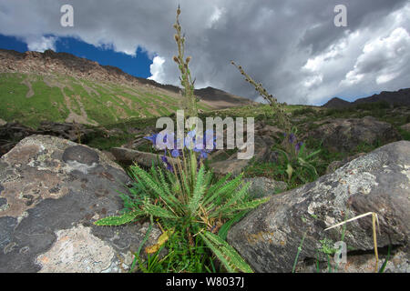 Le figuier de pavot bleu (Meconopsis horridula) dans l'habitat, Serxu Shiqu, comté, province du Sichuan, Chine, plateau du Qinghai-Tibet. Banque D'Images