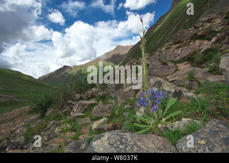 Le figuier de pavot bleu (Meconopsis horridula) dans l'habitat, Serxu Shiqu, comté, province du Sichuan, Chine, plateau du Qinghai-Tibet. Banque D'Images