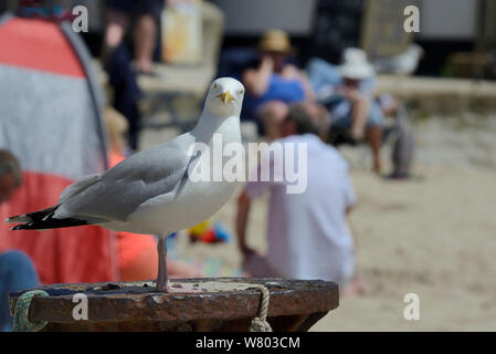 Des profils goéland argenté (Larus argentatus) perché sur poster at beach, looking at camera, St Ives, Cornwall, Angleterre, juin. Banque D'Images