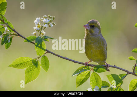 Verdier (Carduelis chloris) perché sur la floraison European bird cherry (Prunus padus). Retour éclairé. Le sud de la Norvège. Mai. Banque D'Images