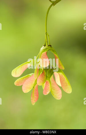 Sycomore (Acer pseudoplatanus) seeds, Dumfries et Galloway, Écosse, Royaume-Uni, juin. Banque D'Images