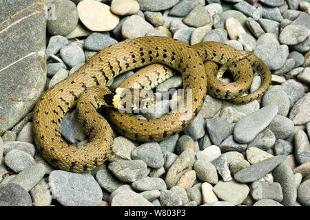 Couleuvre à collier (Natrix) sur les pierres, Yorkshire, Angleterre, Royaume-Uni, octobre. Banque D'Images