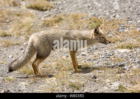 Renard gris d'Amérique du Sud (Lycalopex griseus) de la Patagonie, au Chili. Banque D'Images