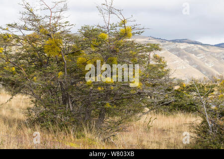 Faux Faux-gui (Misodendrum punctulatum) croissant sur Nothofagus antarctica, Patagonie, Chili. Banque D'Images