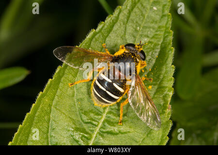 Hoverfly (Sericomyia lappona) Femme, couvert de pollen, Cumbria, Angleterre, Royaume-Uni, mai. Banque D'Images