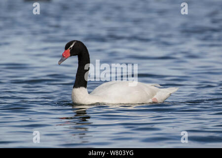 Cygne à cou noir (cygnus melancoryphus) près de Puerto Natales, au Chili. Banque D'Images