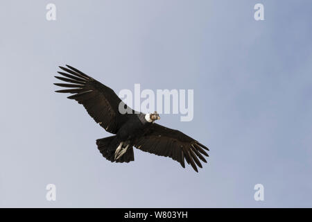 Condor des Andes (Vultur gryphus) près de Puerto de Nagtales, Patagonie, Chili. Banque D'Images