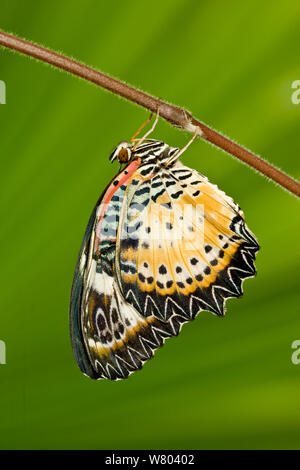 Leopard (Cethosia papillon chrysope) ciane captive, se produit en Asie. Banque D'Images