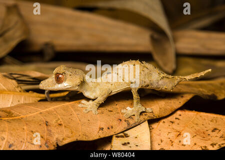 Le gecko à queue de feuille (Uroplatus finiavana) dans la litière, Montagne d&# 39;Ambre, Madagascar. Banque D'Images