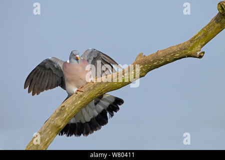 Pigeon ramier (Columba palumbus) landing sur branch, Norfolk, England, UK, avril. Banque D'Images