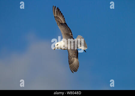 Fulmar (Fulmaris glacialis) en vol, Hunstanton, Norfolk, Angleterre, Royaume-Uni, février. Banque D'Images