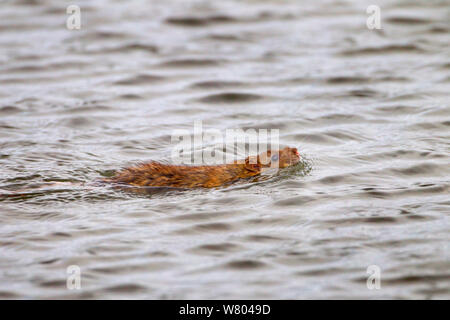 Rat surmulot (Rattus norvegicus) Nager dans l'étang, Norfolk, Angleterre, Royaume-Uni, mars. Banque D'Images