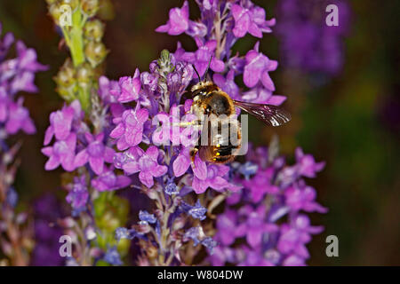 Carder la laine, le BEE (manicatum) sur l'alimentation (Purple toadflax Linaria purpurea) jardin à Cheshire, Angleterre, Royaume-Uni. Juillet. Banque D'Images
