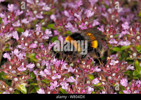 Buff-tailed bourdon (Bombus terrestris) reine se nourrissant de thym (Thymus) jardin dans Cheshire, Angleterre, Royaume-Uni. De juin. Banque D'Images