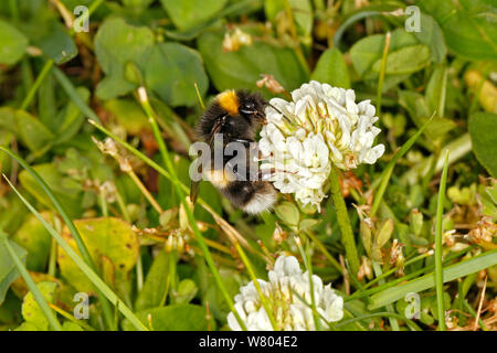 Le cerf de bourdon (Bombus lucorum) se nourrissant sur le trèfle blanc (Trifolium repens) dans la région de Meadow Cheshire, Angleterre, Royaume-Uni. De juin. Banque D'Images