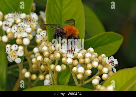 Les bourdons (Bombus hypnorum arbre) se nourrissant de fleurs Cotoneaster en jardin Cheshire, Angleterre, Royaume-Uni. De juin. Banque D'Images