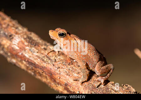 Crapaud commun sud-américain (Rhinella margaritifera) Panguana Réserver, Huanuco province, bassin de l'Amazone, au Pérou. Banque D'Images