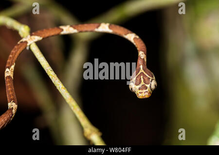 Imantodes cenchoas (serpent) se déplacent sur les branches, Panguana Réserver, Huanuco province, bassin de l'Amazone, au Pérou. Banque D'Images