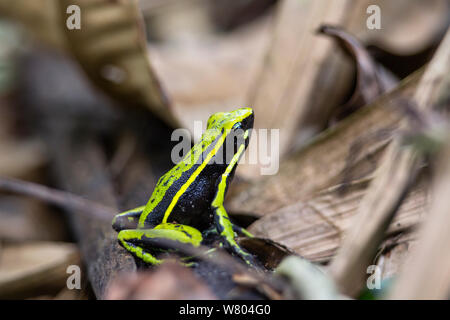 Trois-striped poison frog (Ameerega trivittata) en forêt tropicale, Panguana Réserver, Huanuco province, bassin de l'Amazone, au Pérou. Banque D'Images