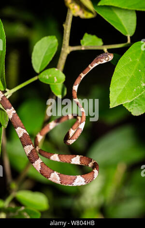 Blunt dirigé (Imantodes cenchoas serpent) en forêt tropicale, Panguana Réserver, Huanuco province, bassin de l'Amazone, au Pérou. Banque D'Images