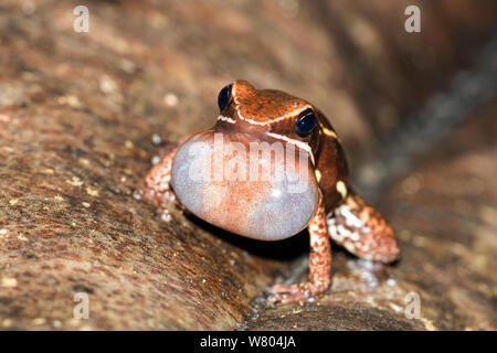 Grenouille poison thighed brillant (Allobates fémorale) appelant, avec chant pouch gonflé. Panguana Réserver, Huanuco province, bassin de l'Amazone, au Pérou. Banque D'Images