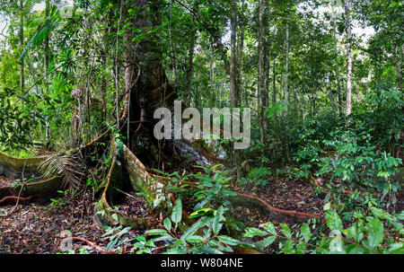 Arbre avec des racines contrefort, in lowland rainforest, Panguana Réserver, Huanuco province, bassin de l'Amazone, au Pérou. Banque D'Images