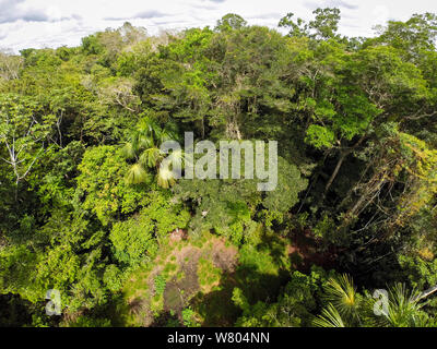 Paysage de forêt tropicale de plaine (vue de dessus de l'auvent, Panguana Réserver, Huanuco province, bassin de l'Amazone, au Pérou. Banque D'Images
