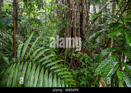 Arbre avec des racines contrefort, lors de précipitations, Lowland rainforest, Panguana Réserver, Huanuco province, bassin de l'Amazone, au Pérou. Banque D'Images