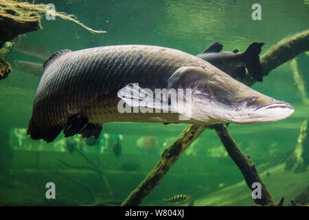 L'arapaima géant (Arapaima gigas) captive, se produit en Amérique du Sud. Banque D'Images