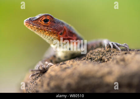 Lava lizard (Tropidurus sp.) reposant sur des rochers, l'île de Santiago, Puerto Egas, Galapagos, Equateur. Mai 2015. Banque D'Images