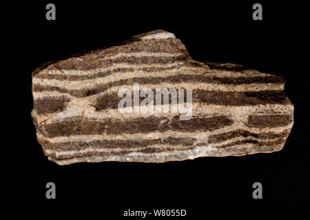 Gneiss folié, roche métamorphique, Maryland, USA. Banque D'Images