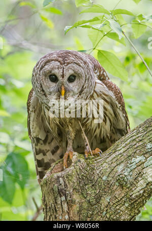 La Chouette rayée (Strix varia) portrait avec plumes humides, marais Audubon Corkscrew Sanctuary, Florida, USA, mars. Banque D'Images