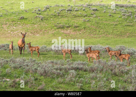 Le wapiti (Cervus elaphus canadensis) vache avec groupe de jeunes faons. Le Parc National de Yellowstone, Wyoming, USA. Banque D'Images