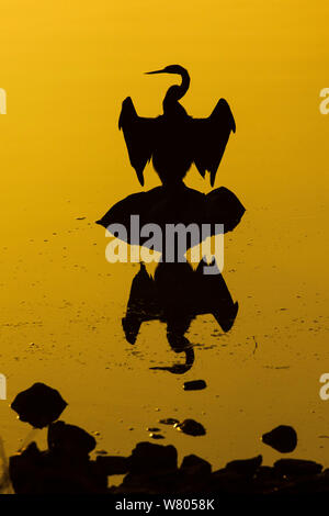 Anhinga melanogaster indiennes (dard) réchauffe les ailes, se découpant au lever du soleil, Ranthambhore, Inde. Banque D'Images