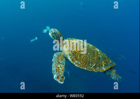 Les Galapagos tortue verte (Chelonia mydas agassizi) manger Galapagos méduses Banque D'Images