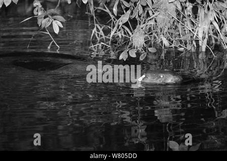 Le castor d'Eurasie (Castor fiber) femelle adulte avec l'oreille, la natation sur la Loutre de rivière dans la nuit, près de l'endroit où il a été libéré par le Devon Wildlife Trust, Devon, Royaume-Uni, août 2015. Photoraphed par lumière infra rouge. Banque D'Images